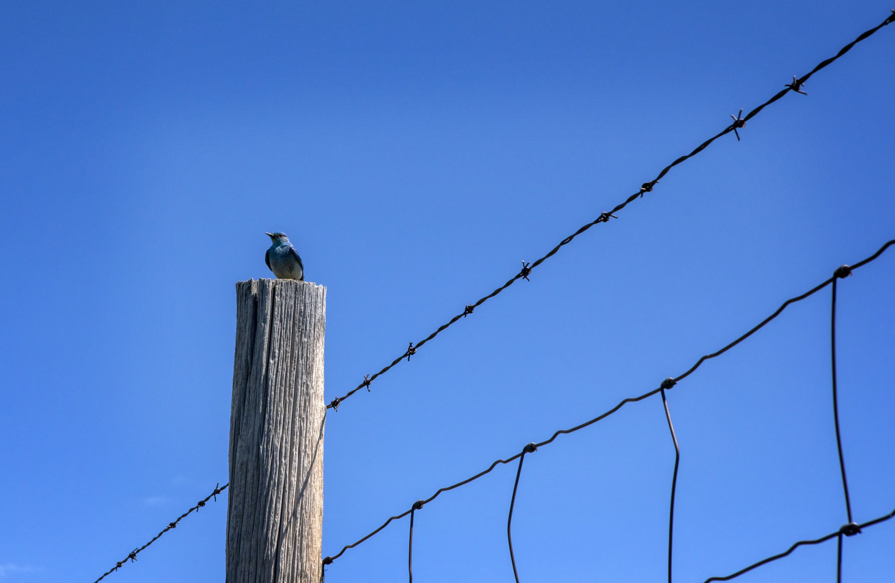 Bluebird banding